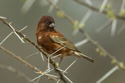 A small mainly chestnut-coloured sparrow with a thick bill perching on a branch