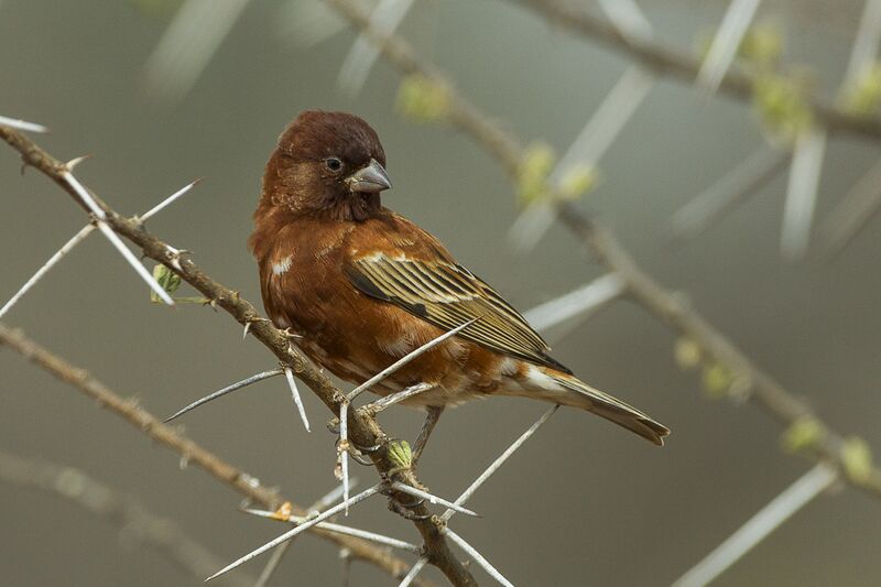 File:Chestnut Sparrow - Samburu - Kenya S4E5378 (22800577126).jpg