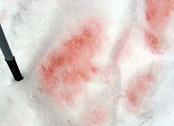 Chlamydomonas nivalis- Red Snow - Flickr - Dick Culbert.jpg
