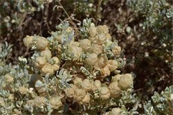 Clusters of fruiting bodies on the Atriplex vesicaria.jpg