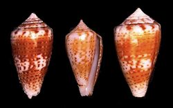 Conus boeticus 001.jpg