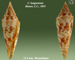 Conus longurionis 2.jpg