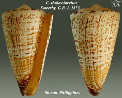 Conus thalassiarchus 1.jpg