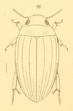 Copelatus pandanorum Scott 1912.png