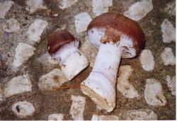 Cortinarius praestans.JPG