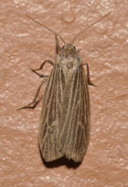 Crambidia pallida - Pale Lichen Moth (15022463332).jpg