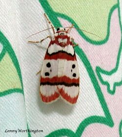 Cyana bianca (Walker, 1856) Erebidae Arctiinae (15668724284).jpg