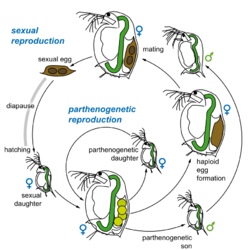 Schematic representation of cyclic parthenogenesis in the cladoceran Daphnia (water flea). The sexual cycle results in the production of the sexual eggs, the resting stages enclosed by the ephippium.