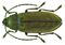 Dascillus cervinus (Linné, 1758) (5598492362).jpg
