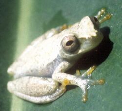 Dendropsophus luteoocellatus.jpg