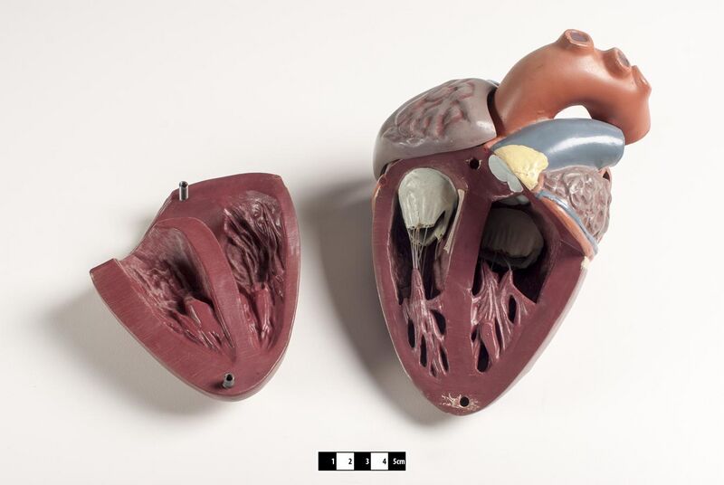 File:Didactic model of a mammal heart 04--FMVZ USP-11.jpeg