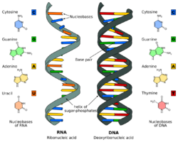 Difference DNA RNA-EN.svg
