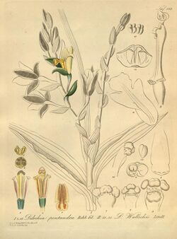 Dilochia pentandra - Dilochia wallichii - Xenia 2-105 (1874).jpg