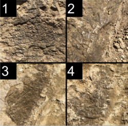 Diplodocus sp. scale shapes.png