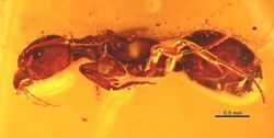 Dolichoderus tertiarius BMNHP17799 profile.jpg