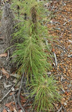 Dryandra columnaris.JPG