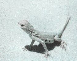Earless Lizard in WSNM.jpg