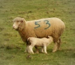 Ewe with lamb - geograph.org.uk - 1119783.jpg