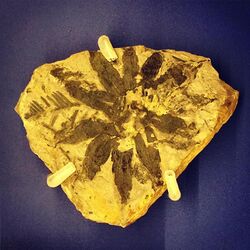 Fossil of Williamsonia Flower (Williamsonia pecten) from Whitby, Estuarine Series, Middle Jurassic (L.8044) @mcrmuseum -NaturesLibrary (21548076115).jpg
