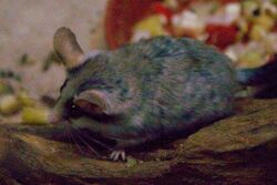 Frankfurt Zoo - Desert Dormouse.jpg