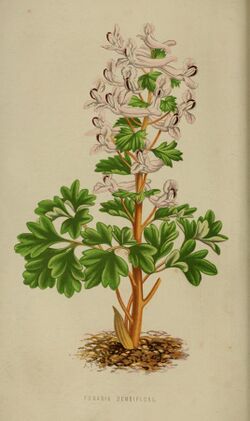 Fumaria densiflora, floral world and garden guide 1877.jpg