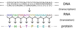 Central dogma depicting transcription from DNA code to RNA code to the proteins in the second step covering the production of protein.