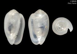 Gibberula robinsonae (MNHN-IM-2000-31652).jpeg