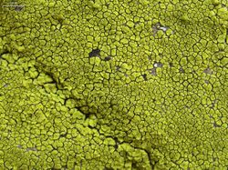 Gold Cobblestone Lichen (4752151307).jpg