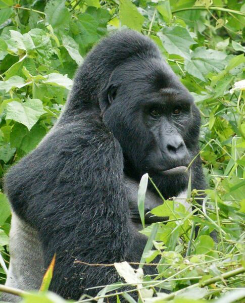 File:Gorillas in Uganda-1, by Fiver Löcker.jpg