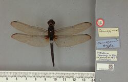 Hadrothemis camarensis Kirby, 1889 2350456193.jpg