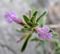 Hedeoma drummondii 5.jpg