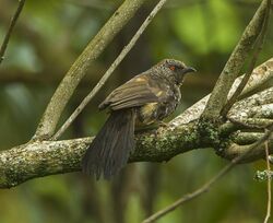 Hinde's Babbler - Kenya S4E9001 (19540613222).jpg