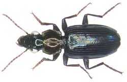 Holcoderus elongatus (Saunders, 1863) (3180214906).jpg