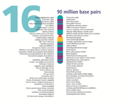 Human chromosome 16 from Gene Gateway - with label.png