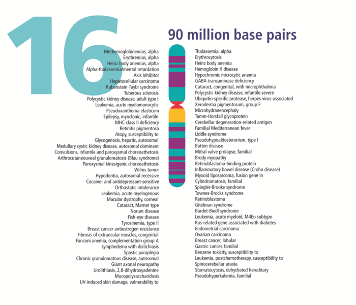File:Human chromosome 16 from Gene Gateway - with label.png