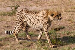 Hunting Cheetah.jpg