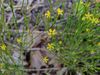Hypericum gentianoides - Pineweed.jpg