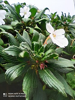 Impatiens henslowiana 2.jpg