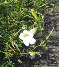 Incarvillea sinensis var przewalskii 01.jpg