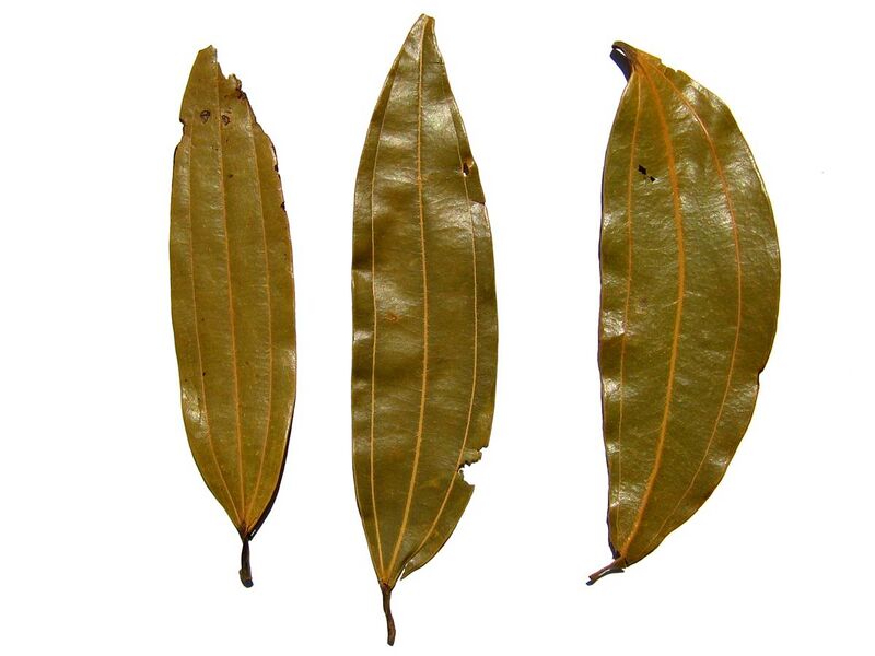 File:Indian bay leaf - tejpatta - indisches Lorbeerblatt.jpg