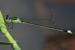 Ischnura senegalensis(Male , Japan , 2018.09.02).jpg