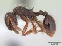 Lachnomyrmex laticeps jtlc000008161 profile 1.jpg