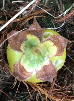 Latua pubiflora fallen fruit broad calyx Logan.jpg