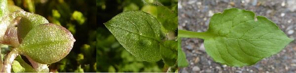 A leaf of Stellaria apetala (left), S. media (middle) and S. neglecta (right). Not to scale.