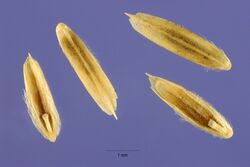 Leptochloa dubia seeds.jpg