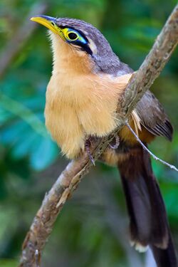 Lesser Ground Cuckoo (Morococcyx erythropygus).jpg