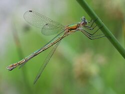 Lestes sponsa female.JPG