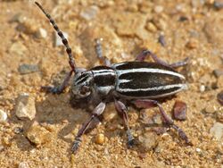 Longhorn Beetle (Dorcadion fuliginator) (14043204166).jpg