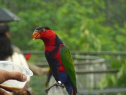 Lorius lory -Jurong Bird Park-6.jpg