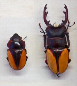 Lucanidae - Odontolabis delesserti.JPG